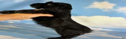 Schnoodle dogs for sale: Panther  - Ad 3