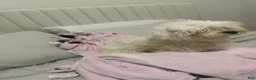 Maltese dogs for sale: Beep - Ad 4