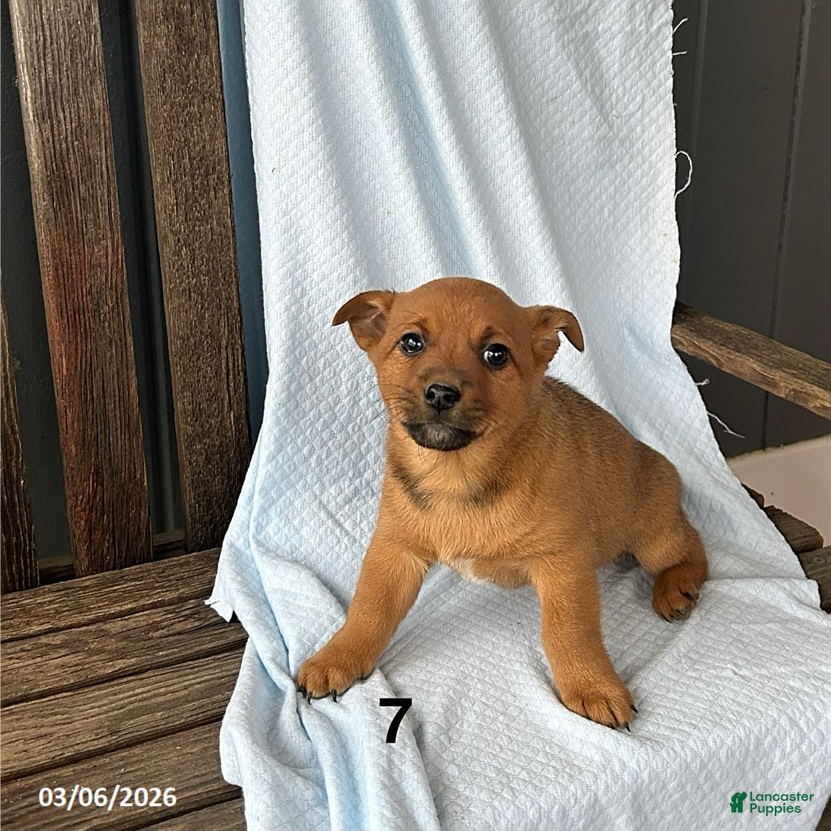 Mixed Breed dogs Evan - Ad 2