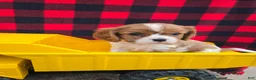 Cavalier King Charles Spaniel dogs for sale: Dexter - Ad 1