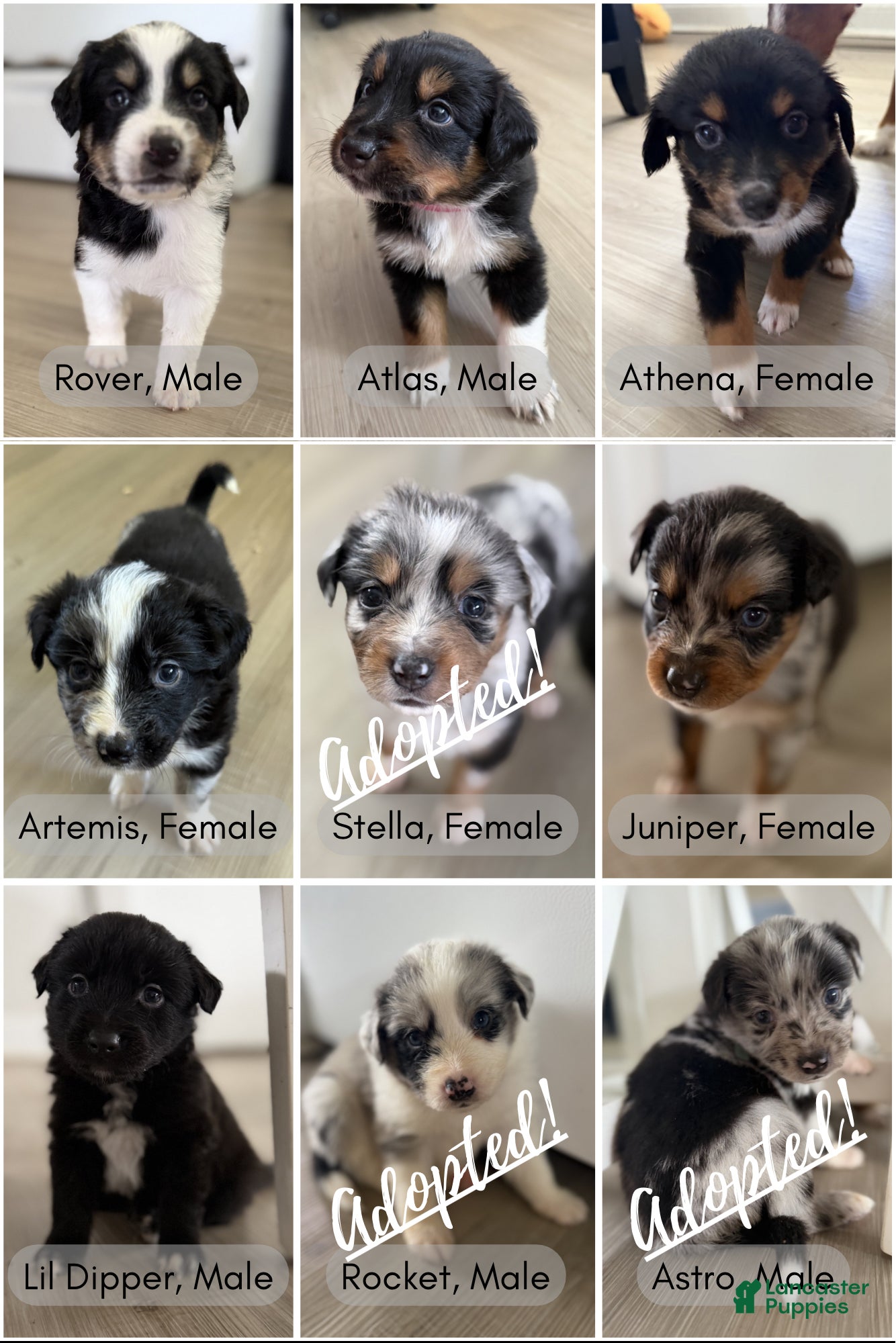 Australian Shepherd dogs Artemis  - Ad 1