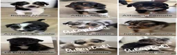 Australian Shepherd dogs for sale: Juniper  - Ad 9