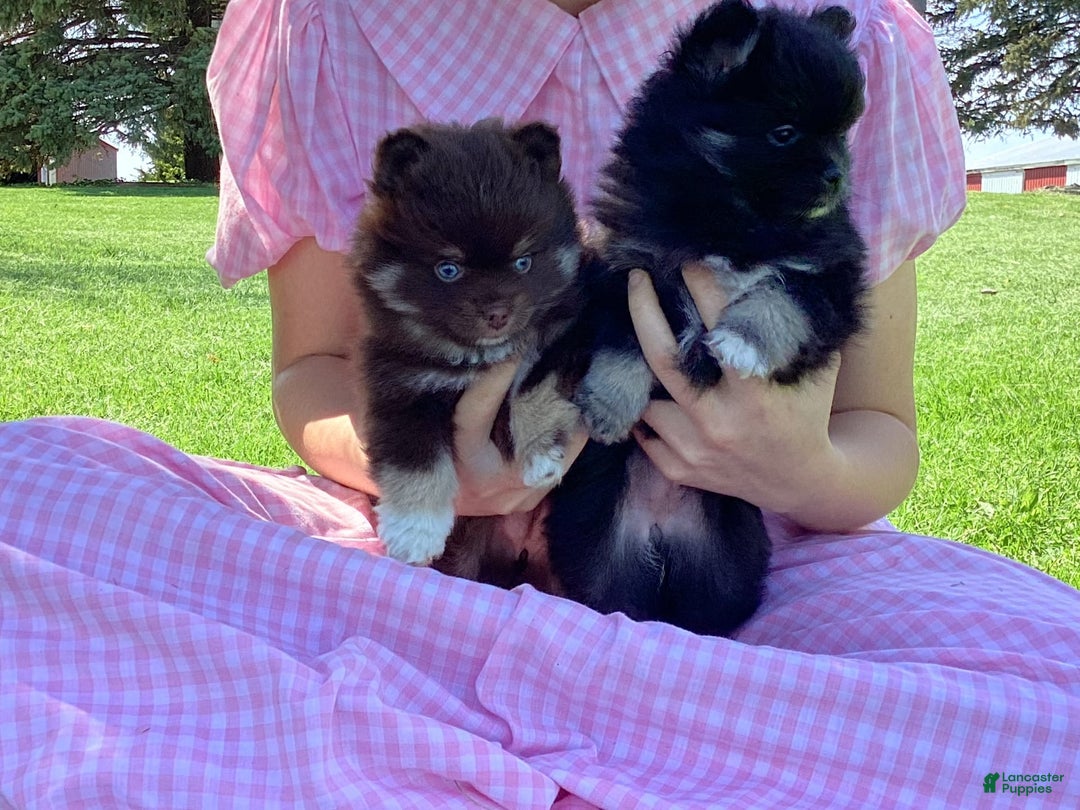 Gallery Image {{count}}