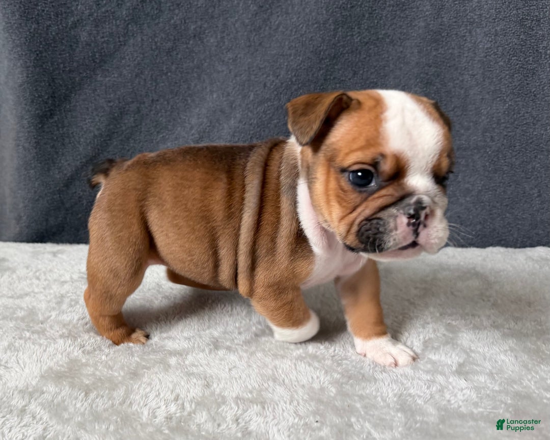 English Bulldog dogs for sale: Cookie - Ad 3