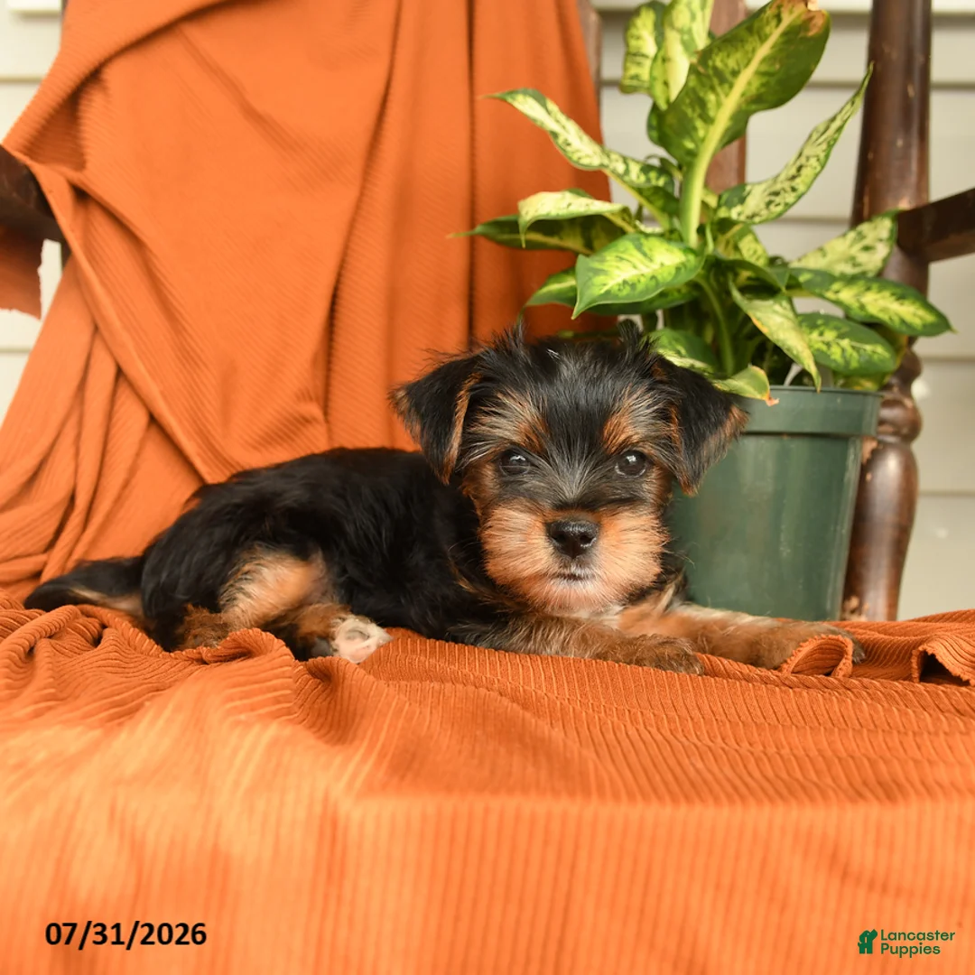 Yorkshire Terrier dogs for sale: Milo - Ad 5