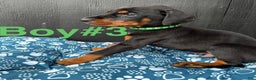 Doberman Pinscher dogs for sale: Doberman Pinscher Puppy 3 - Ad 3