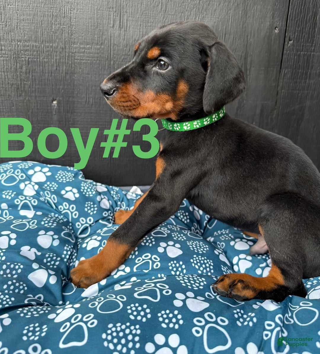 Doberman Pinscher dogs for sale: Doberman Pinscher Puppy 3 - Ad 3