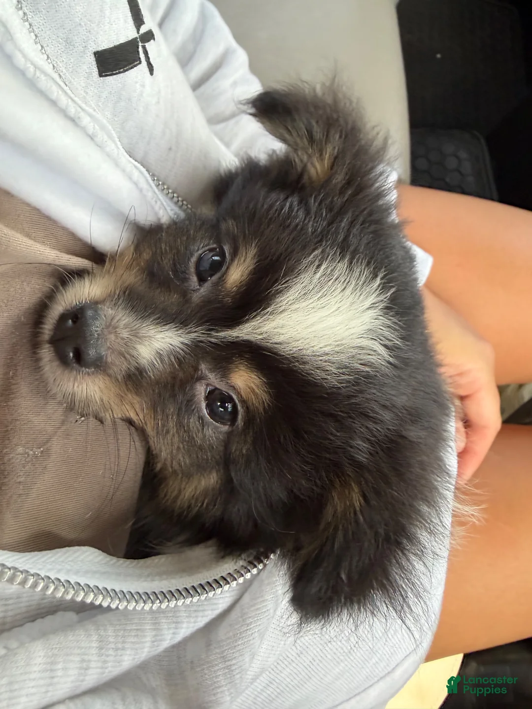 Pomeranian dogs for sale: Puppy 1 - Ad 4