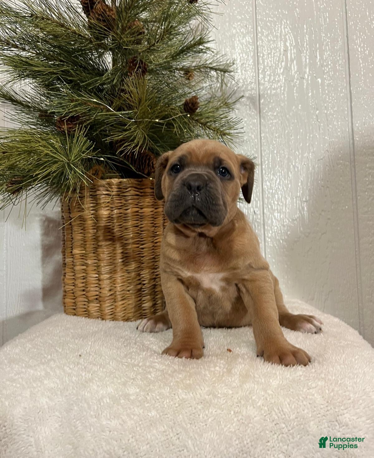 Cane Corso dogs Hank - Ad 23