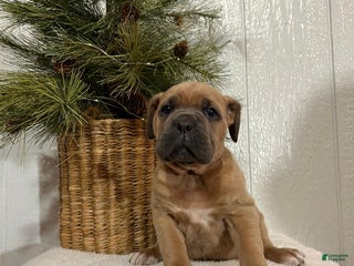 Cane Corso dogs Hank - Ad 11