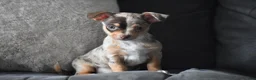 Chihuahua dogs for sale: Sprout - Ad 6