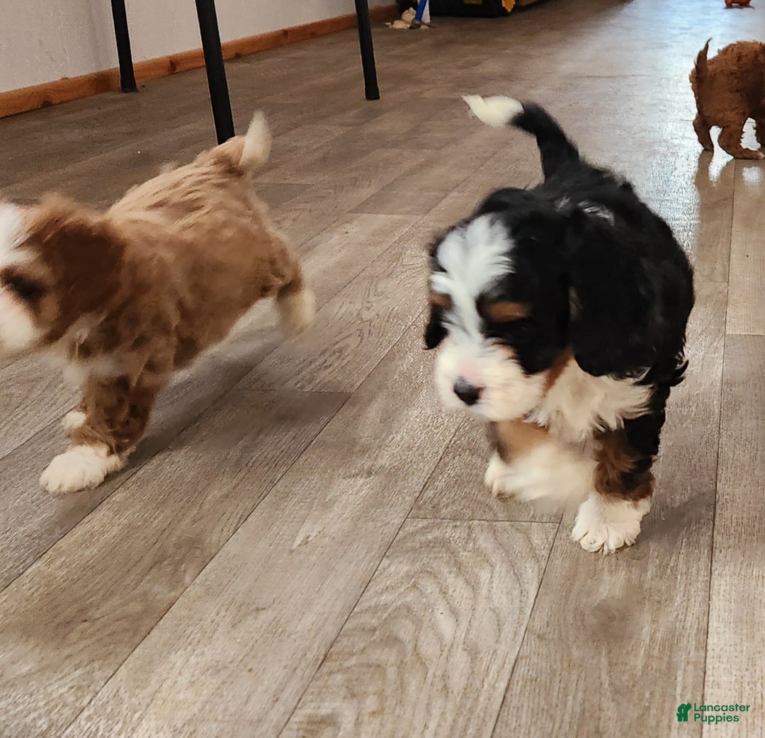 Cavapoo dogs for sale: Cavapoo Black/Tri Male #5 (Autumn's) - Ad 4