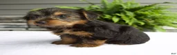 Yorkshire Terrier dogs for sale: Bella - Ad 2