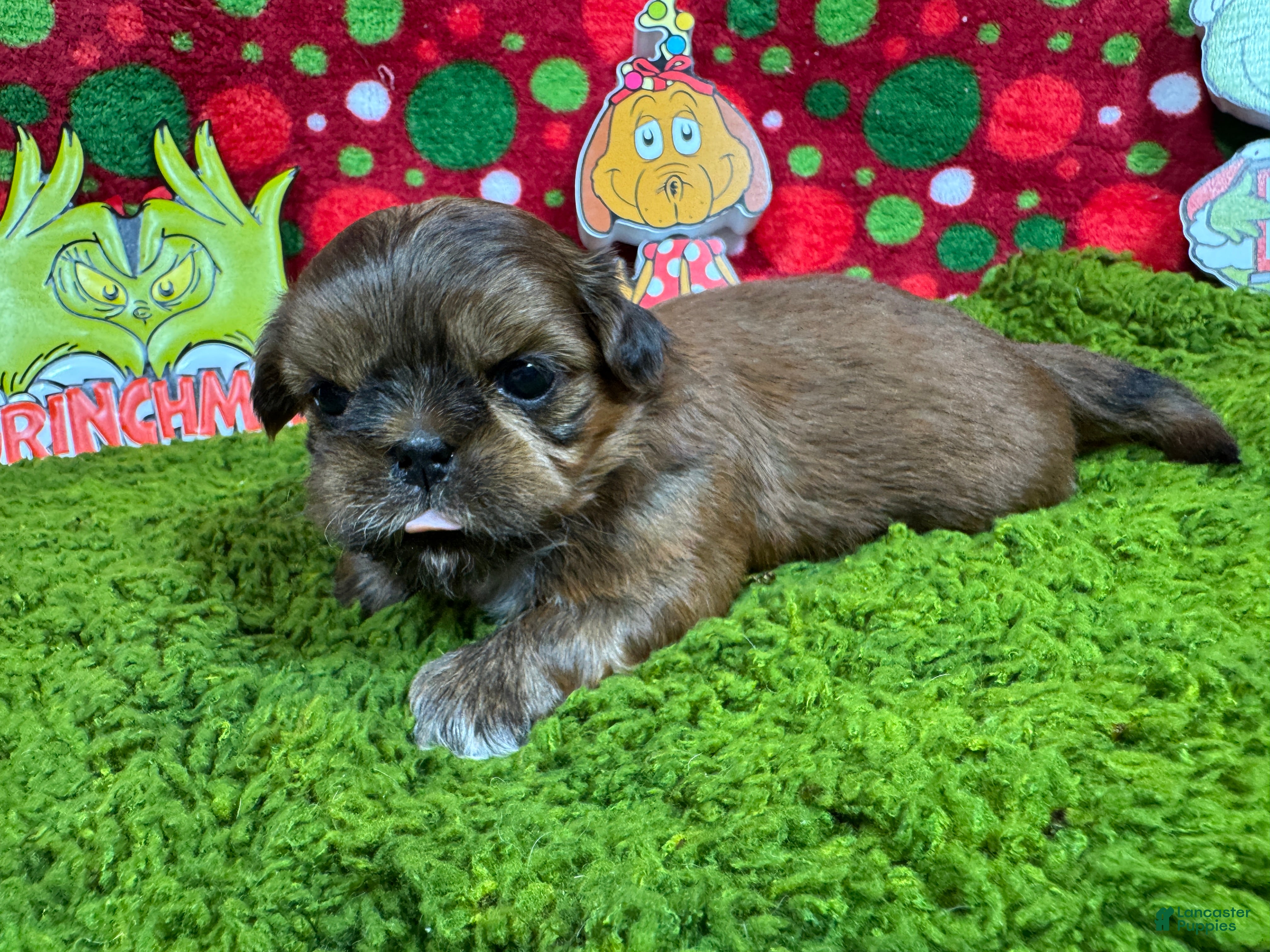 Shih Tzu dogs Shih Tzu Puppy 2 - Ad 14