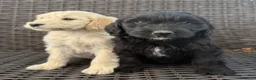 Goldendoodle dogs for sale: Goldendoodle Puppy 1 - Ad 1