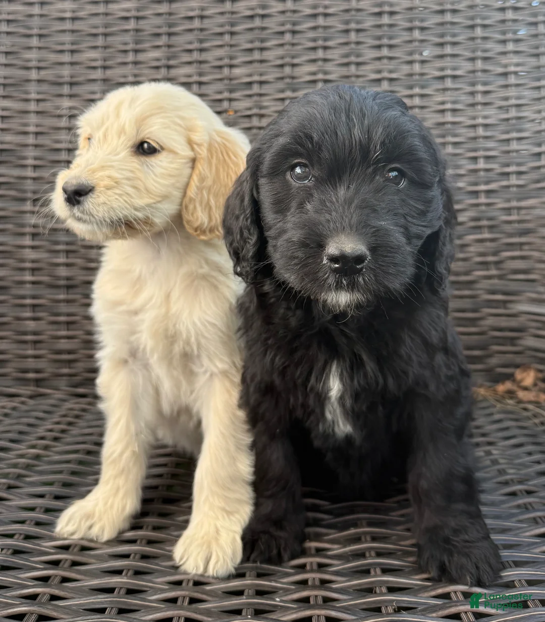 Goldendoodle dogs for sale: Goldendoodle Puppy 1 - Ad 1