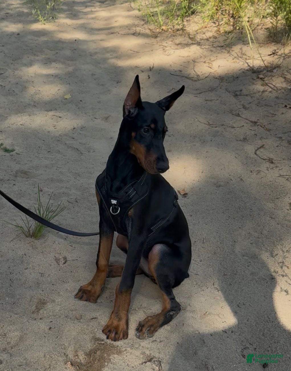 Doberman Pinscher dogs Ursa - Ad 2