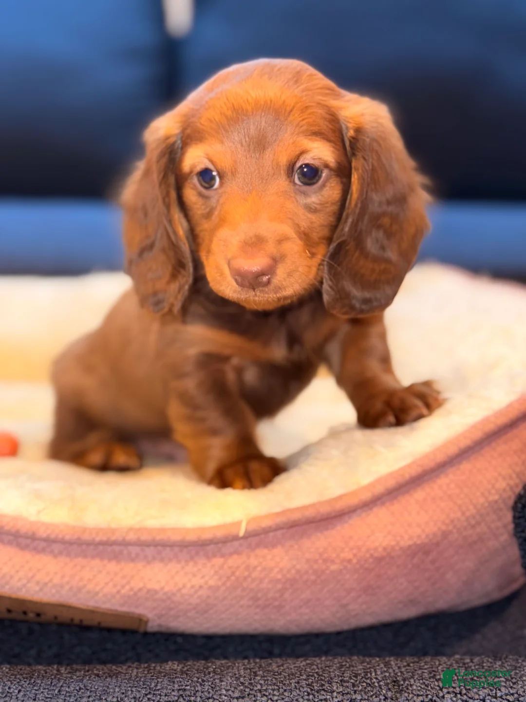 Miniature Dachshund dogs for sale: Whiskey - Ad 2