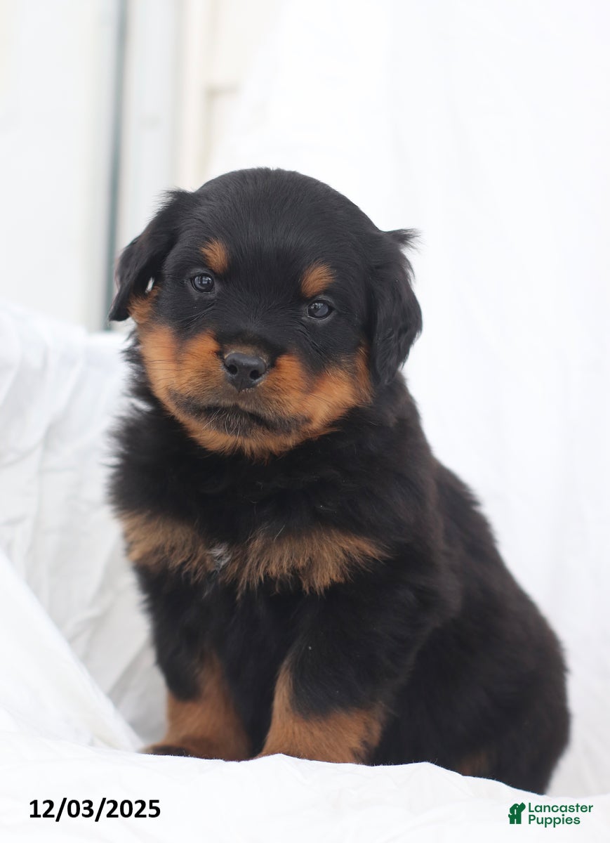 Rottweiler dogs Cruze - Ad 16