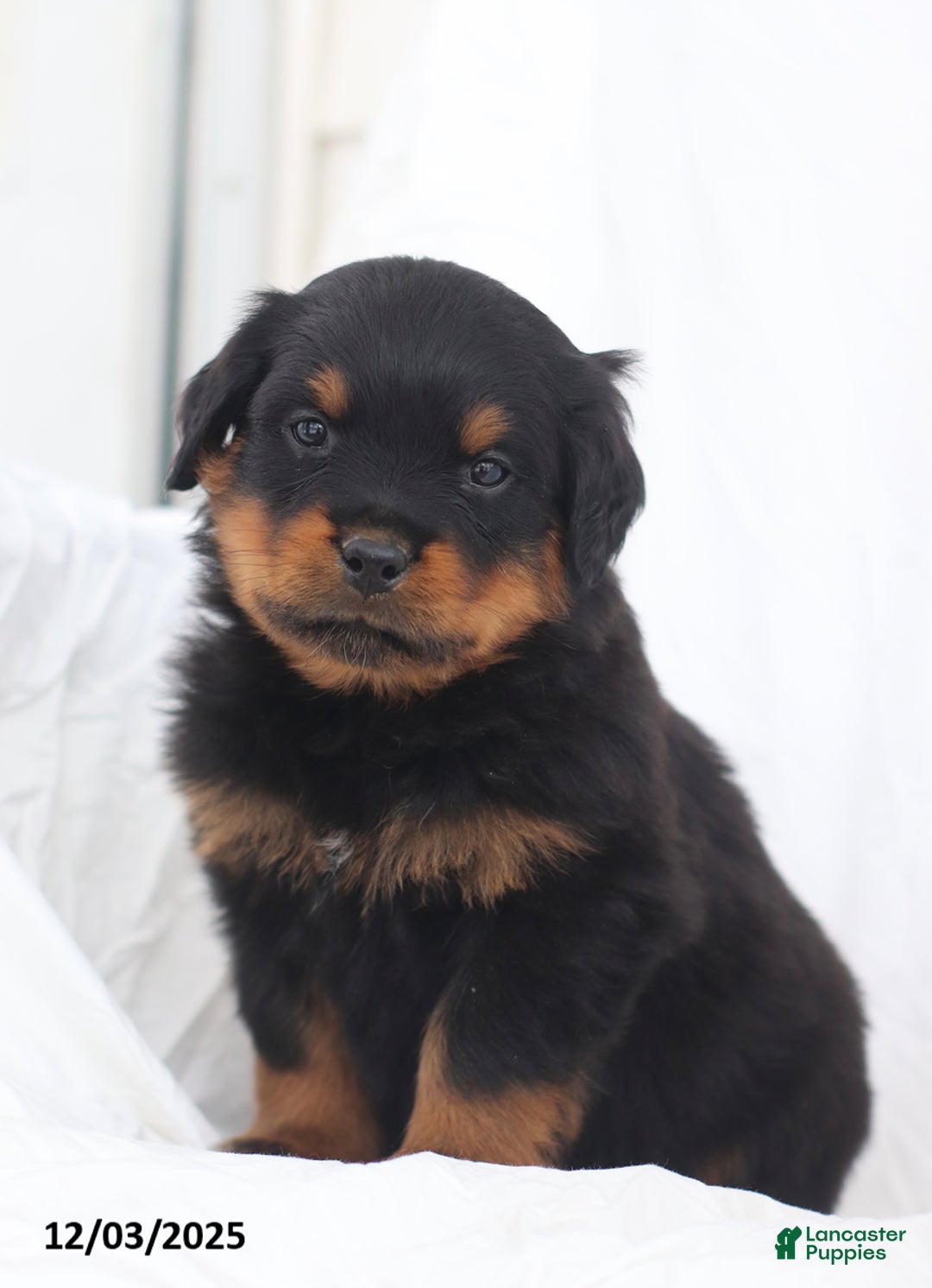 Rottweiler dogs for sale: Cruze - Ad 1