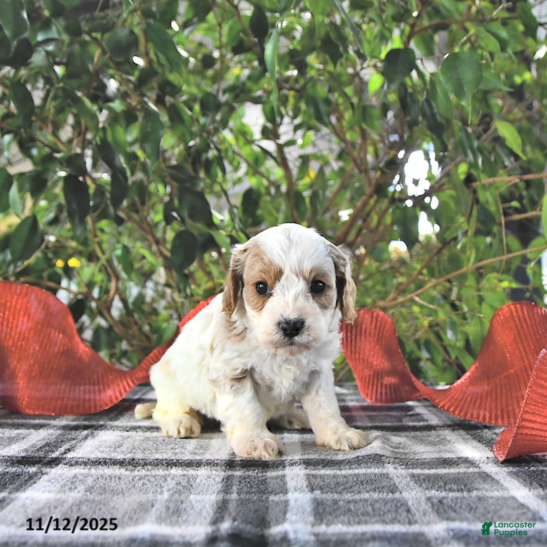 Cavapoo dogs for sale: Gage - Ad 3