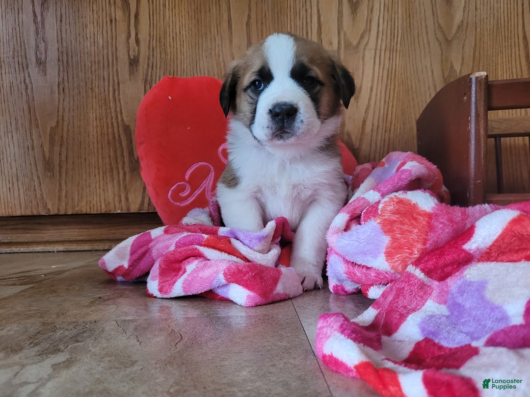 Saint Bernard dogs for sale: Maggie - Ad 4
