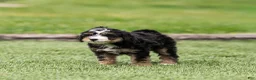 Bernedoodle dogs for sale: Crew Bernedoodle Puppy  - Ad 9