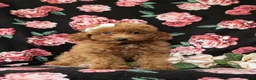 Mini Goldendoodle dogs for sale: Stefani 10 lbs full grown - Ad 3