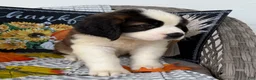 Saint Bernard dogs for sale: Princess - Ad 4