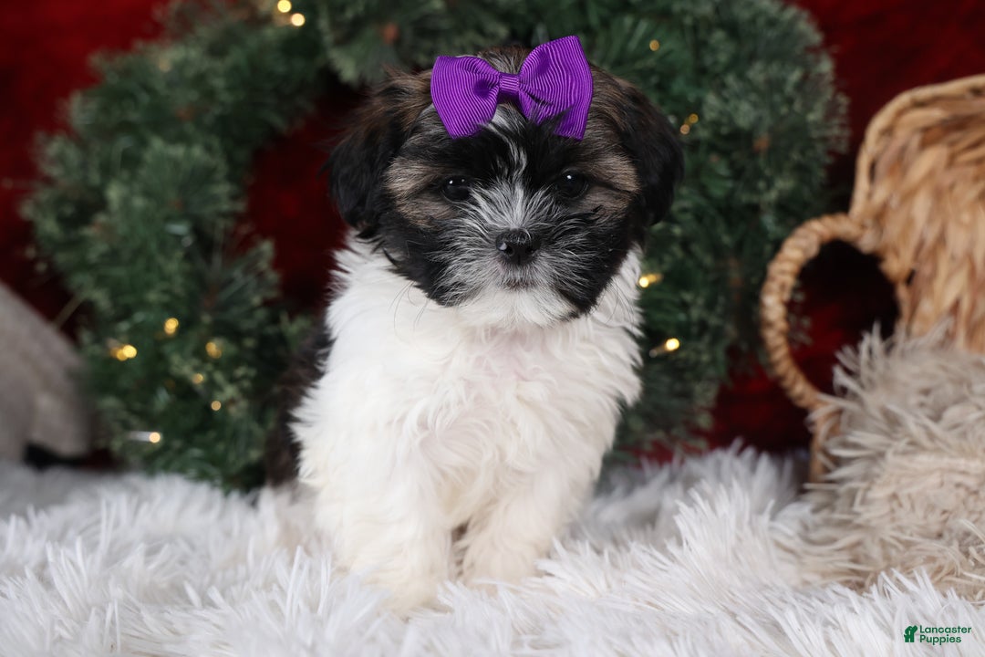 Shih Tzu dogs for sale: Rosie - Ad 10