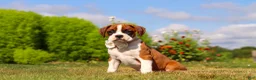 Boxer dogs for sale: Sophie - Ad 3