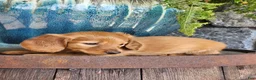 Miniature Dachshund dogs for sale: Molly - Ad 7