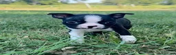 Boston Terrier dogs for sale: Uma - Ad 2