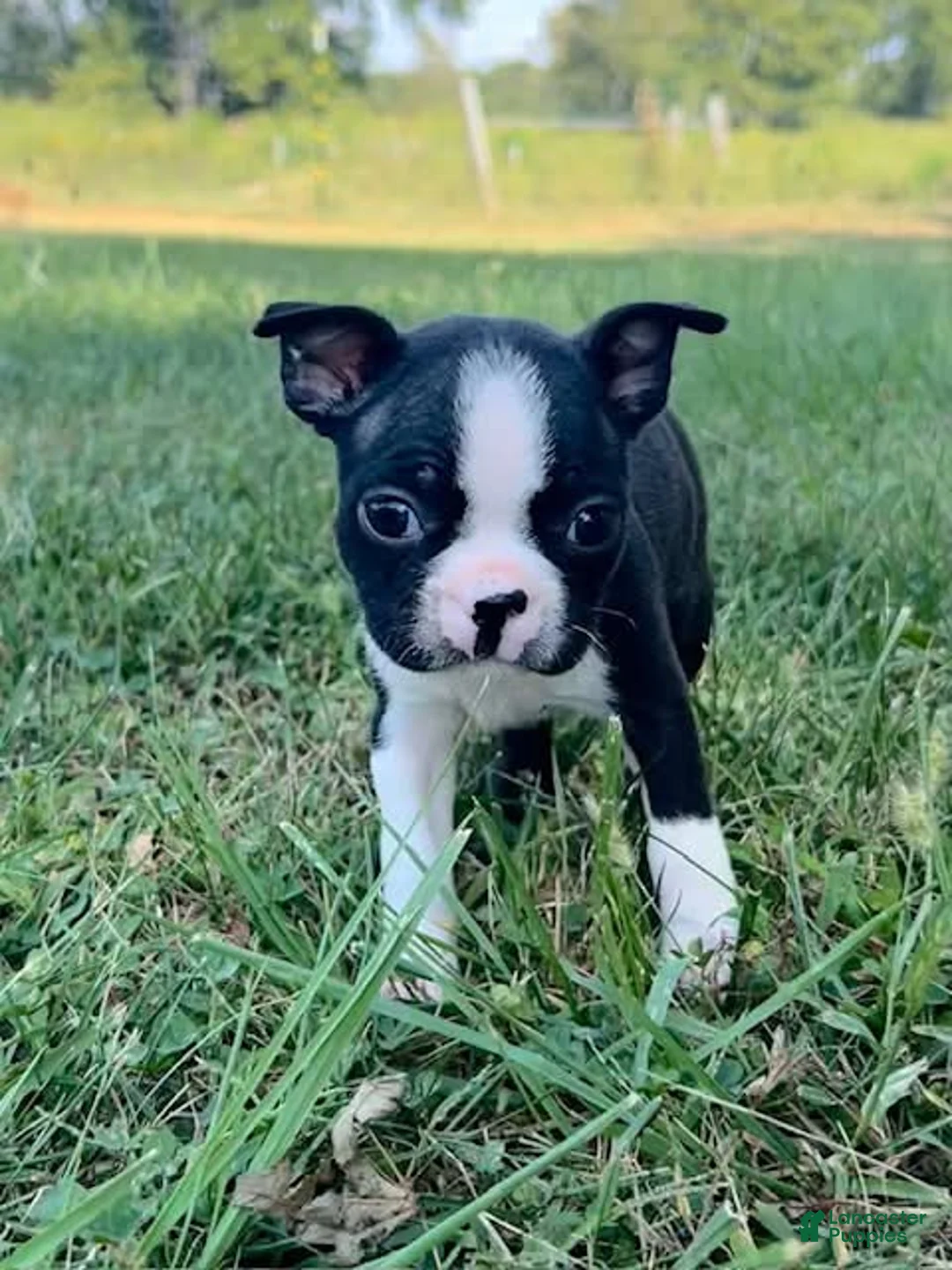 Boston Terrier dogs for sale: Uma - Ad 2
