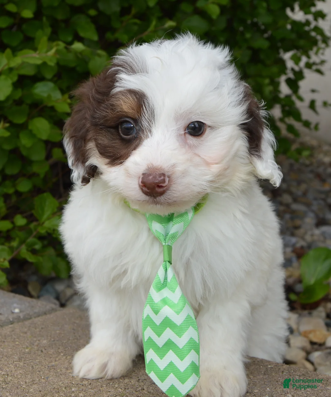 Mini Bernedoodle dogs for sale: Mini Buddy - Ad 2