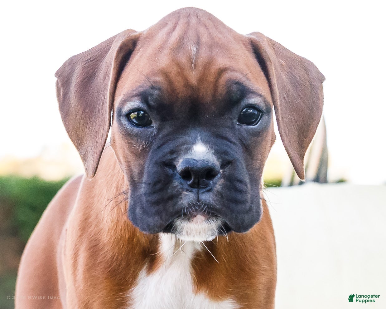 Boxer dogs for sale: Mandy Boxer - Ad 2