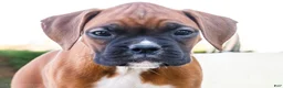 Boxer dogs for sale: Mandy Boxer - Ad 2