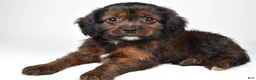 Mixed Breed dogs for sale: Arlin - Ad 4
