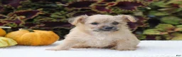 Yorkiepoo dogs for sale: Kylie - Ad 6