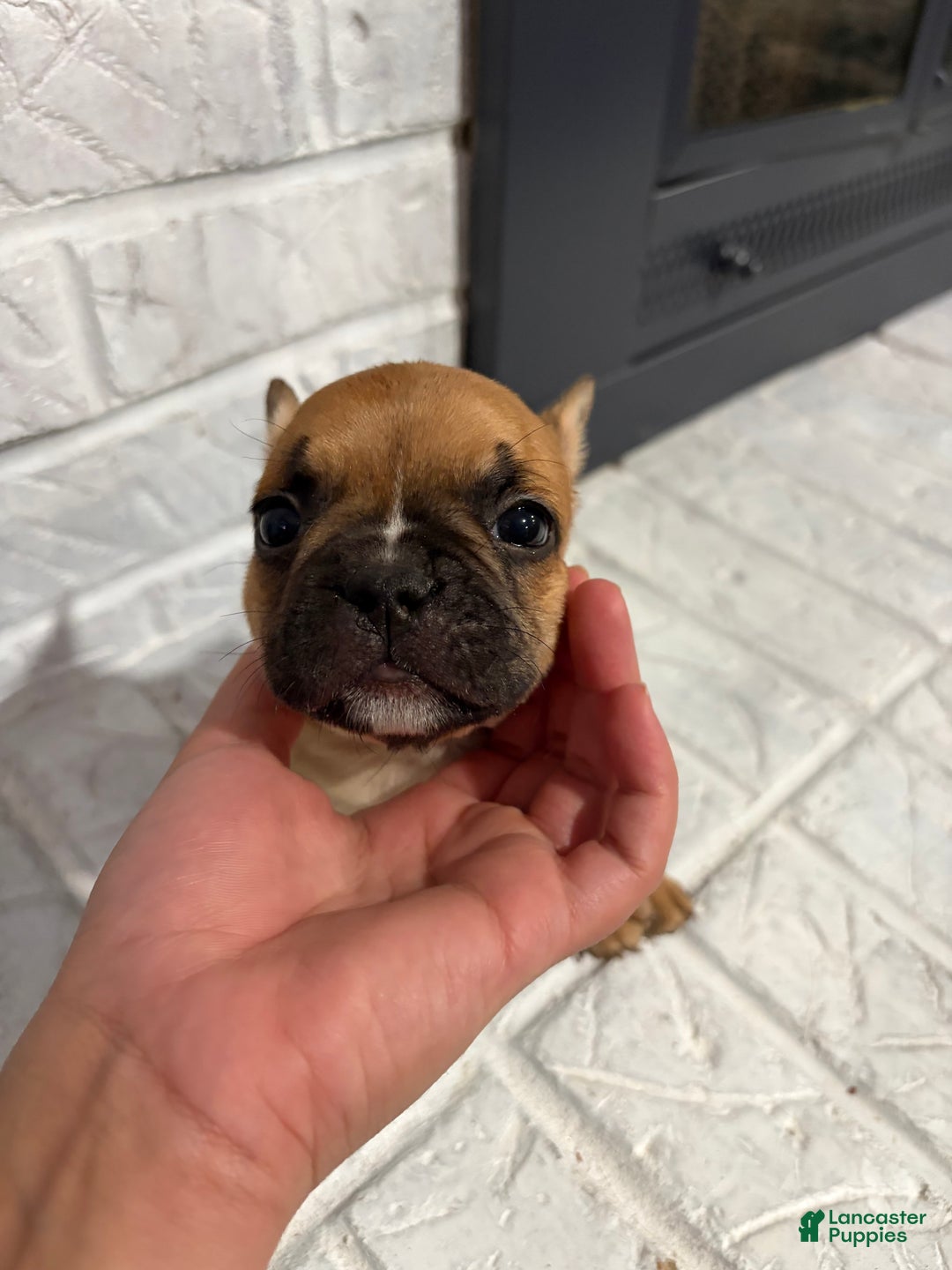 French Bulldog dogs for sale: Hershey - Ad 4