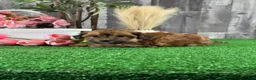 Lhasapoo dogs for sale: Alexa - Ad 3