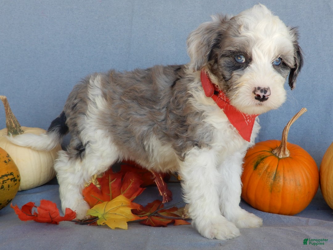 Sheepadoodle dogs for sale: Panda (medium) - Ad 70