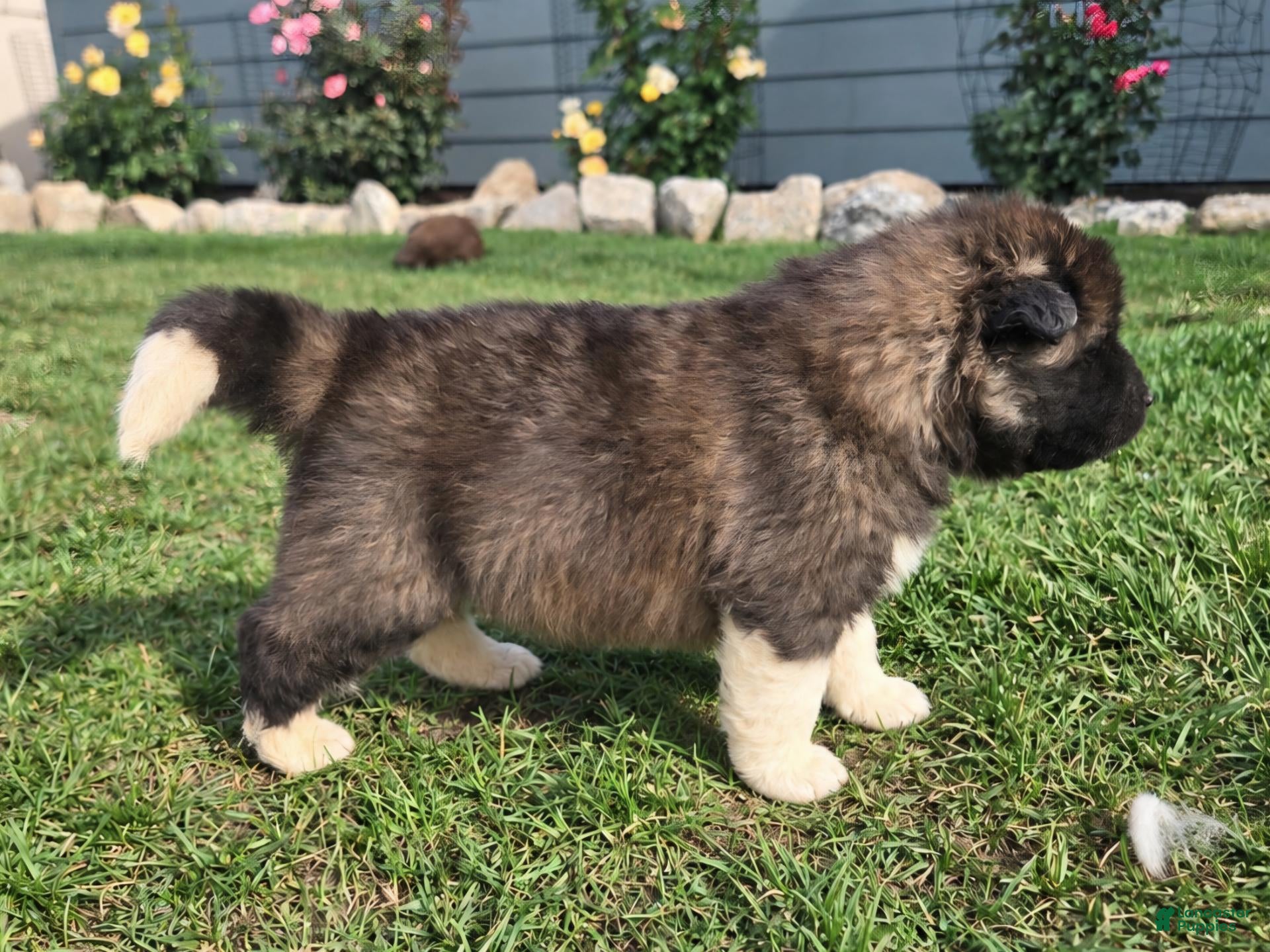 Henry (Akita, Male) in Hayden, ID