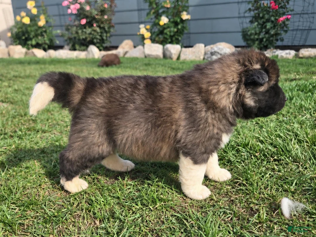 Akita dogs for sale: Henry - Ad 1