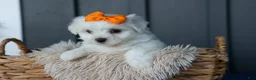 Maltese dogs for sale: PATRICK - Ad 10