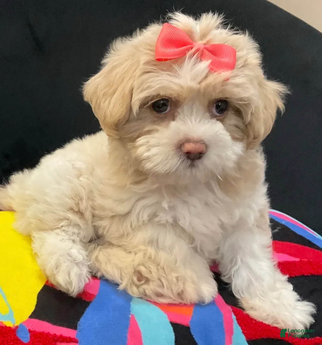 Shih Tzu dogs for sale: Leelee - Ad 2