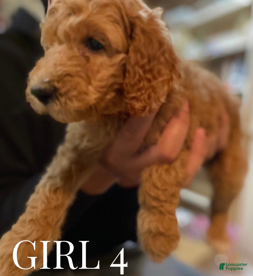 Mini Goldendoodle dogs Mini Goldendoodle Puppy 6 - Ad 6