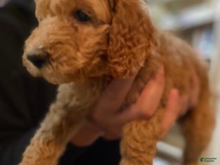 Mini Goldendoodle dogs Mini Goldendoodle Puppy 6 - Ad 8
