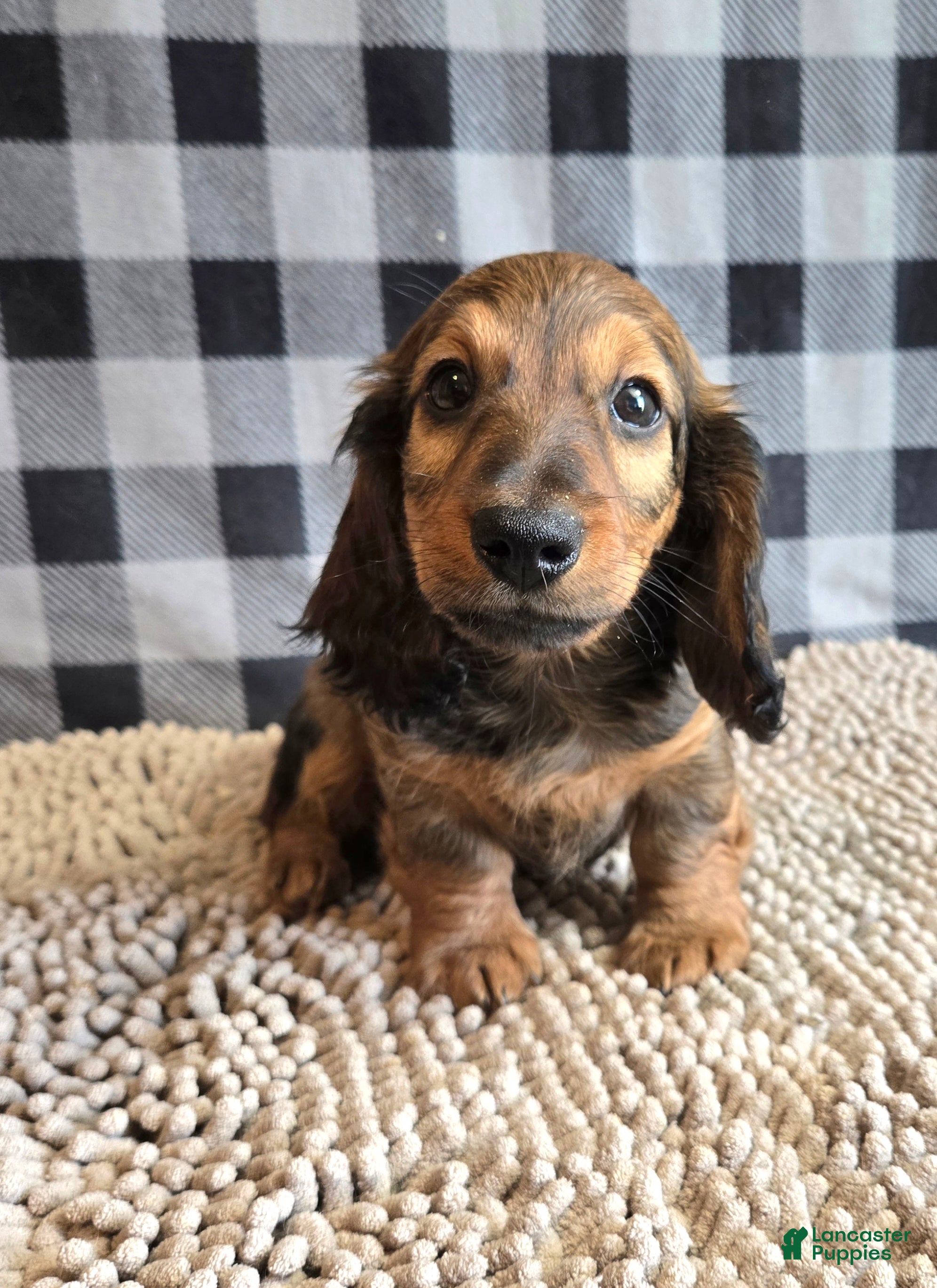 Miniature Dachshund dogs Tanner - Ad 2