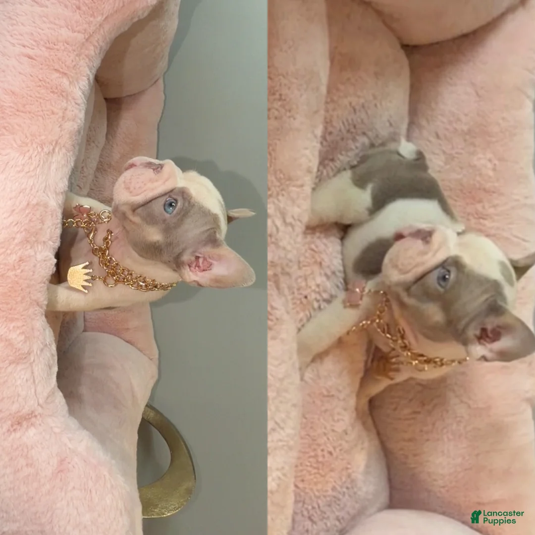 French Bulldog dogs for sale: French Bulldog 5 - Ad 1